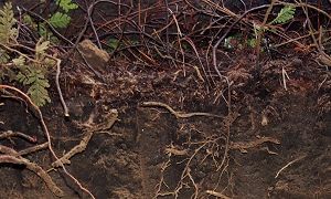 Soil profile with visible roots